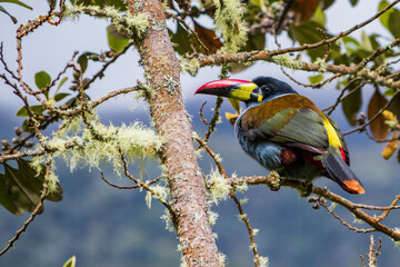 yellow billed hornbill