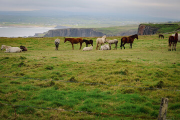 herd of horses