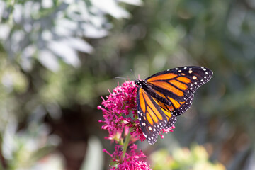 Endangered Danaus plexippus Monarch butterfly gathers pollen from the bright pink flower blooms within the desert botanical garden