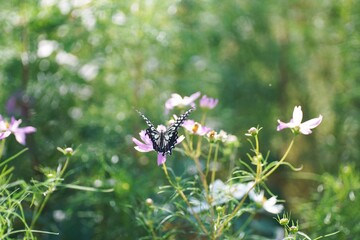 コスモスとアゲハチョウ