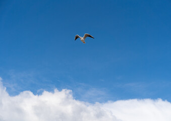 Fototapeta na wymiar Mewa na tle niebieskiego nieba ponad chmurami