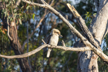 kookaburra sitting on dead branch