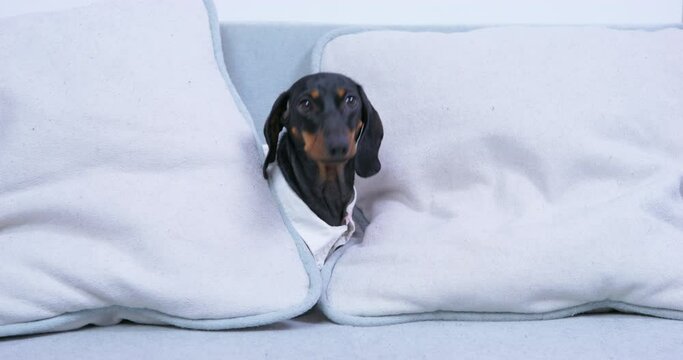 Dachshund Dog Imagining Himself Detective Smells Cushions On White Couch To Investigate Crime. Domestic Pet Hides Behind Pillows To Search For Suspect