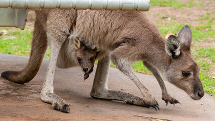 At Serpentine Falls you can enjoy a picnic, swim, take a walk on one of the trails and enjoy the local wildlife, including friendly kangaroos.