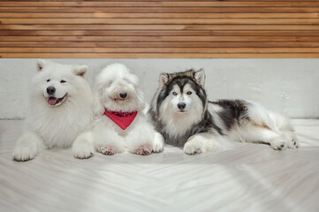 Fototapeta premium A adorable dogs laying on the floor