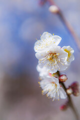 吉野公園の白梅の花	