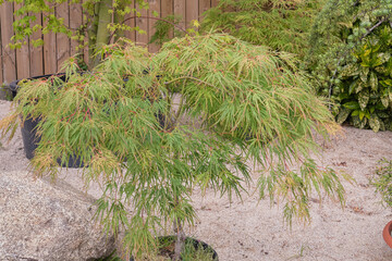 japanese maple potted outdoor acer palmatum seiryu