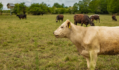 Cows grazing on a Field in Summertime, Cow Farm. Close up of a brown cows on a green alpine meadow.