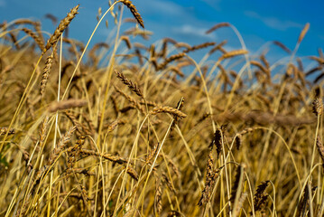Fototapeta premium Ears of wheat in the field