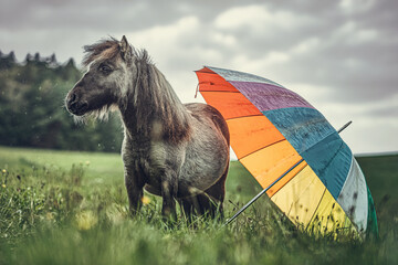 Portrait of a cute shetland pony standing beneath an umbrella at a rainy and cloudy bad weather day