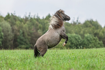 Portrait of a rearing dun shetland pony in late summer on a meadow outdoors at a cloudy and rainy...
