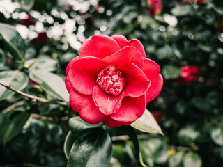 Obraz premium Red camellia