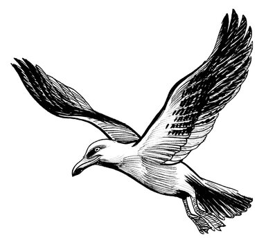 Flying seagull. Ink black and white drawing