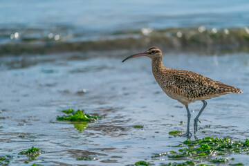 Bristle-thighed curlew