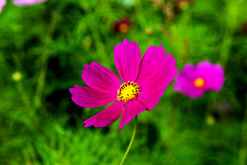 The beautiful wonderful cosmos flower and field.





The beautiful cosmos flower and cosmos flower field.


