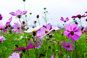 The beautiful wonderful cosmos flower and field.





The beautiful cosmos flower and cosmos flower...