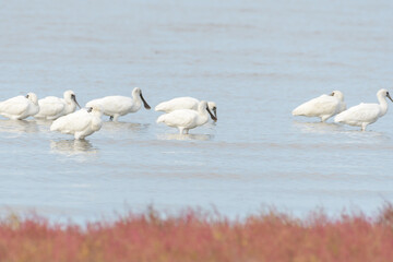 食事中のクロツラヘラサギと絶滅危惧種II類種シチメンソウ