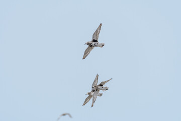 渡り鳥のムナグロ