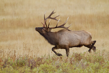 Huge bull Elk trotting across a meadow during the autumn mating season