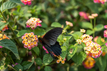 black Butterflies in flower