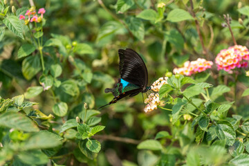 black Butterflies in flower