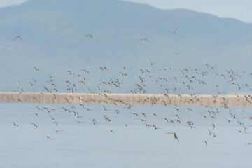 飛来するチドリの群れ