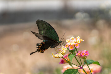 black Butterflies in flower