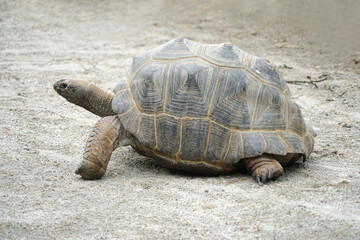 close up on land turtle on the ground