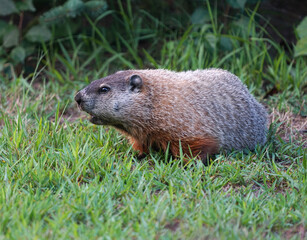 Naklejka na ściany i meble close up on groundhog on the meadow