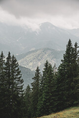 trees in the mountains