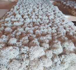 cookies on a white background