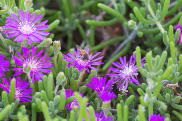 Gold apis mellifera european honey bee gathers delicious pollen from vivid purple blooming Delosperma cooperi ice plant in shaded desert botanical garden