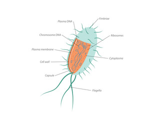 Archaebacteria inner and outer anatomical bacteria structure explanation diagram