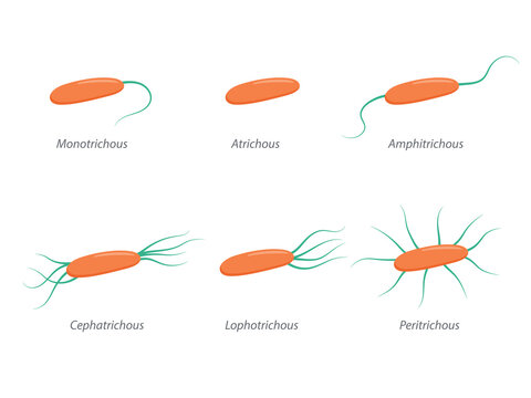 Arrangement of bacterial flagella. Various forms of flagellation with corresponding designations