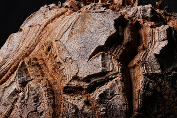 Dioscorea Elephantipes plant super close up on the caudex woody body cracking  texture with isolated black background