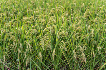 Dragon terraced fields in Guilin Guangxi China