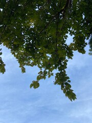 green leaves and sky