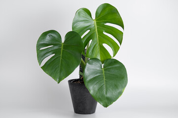 Monstera Deliciosa plant in black plastic pot with isolated white background © JCM