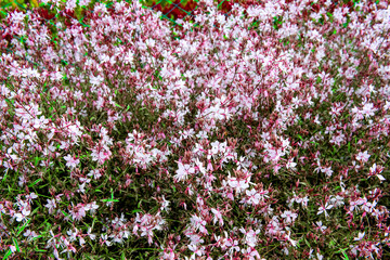 Obraz premium The beautiful and womderful flower field and background blue sky.