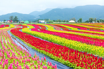 The beautiful and womderful flower field and background blue sky.