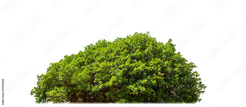 Aufkleber Shrubs isolated on transparent background with clipping path and alpha channel
