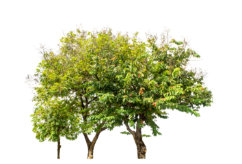 Green trees isolated on transparent background with clipping path, single tree with clipping path and alpha channel on black background