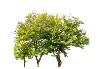 Fototapeten Green trees isolated on transparent background with clipping path, single tree with clipping path and alpha channel on black background © Sarawut