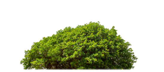 Shrubs isolated on transparent background with clipping path and alpha channel