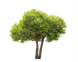 Fototapeta na wymiar Green tree isolated on transparent background with clipping path, single tree with clipping path and alpha channel