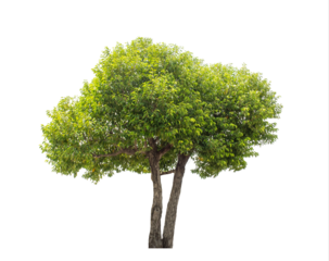 Green tree isolated on transparent background with clipping path, single tree with clipping path and alpha channel