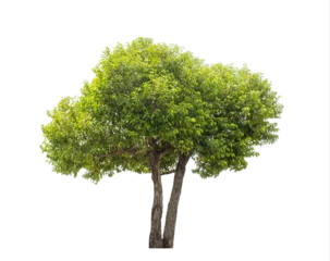 Foto op Aluminium Green tree isolated on transparent background with clipping path, single tree with clipping path and alpha channel © Sarawut