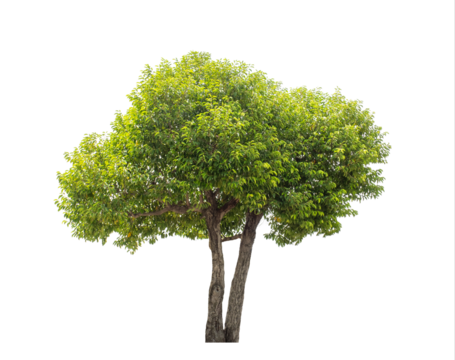 Green tree isolated on transparent background with clipping path, single tree with clipping path and alpha channel