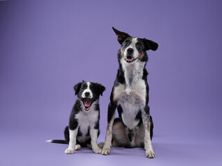 funny puppy and adult dog on purple background. Border collie dog with funny muzzle, emotion