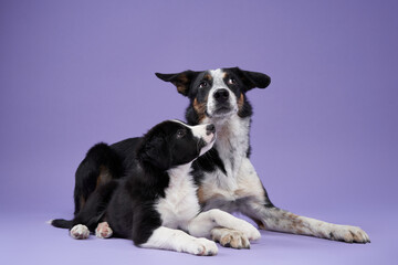 Fototapeta premium funny puppy and adult dog on purple background. Border collie dog with funny muzzle, emotion